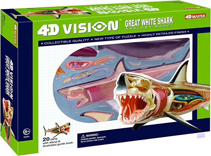 4D Great White Shark Anatomy Model